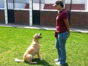 adiestramiento canino