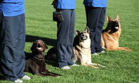 adiestramiento canino