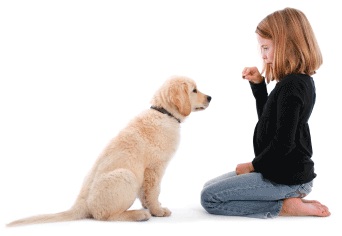 adiestramiento canino