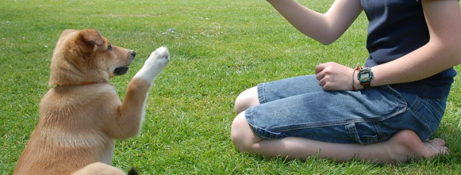 perro en adiestramiento